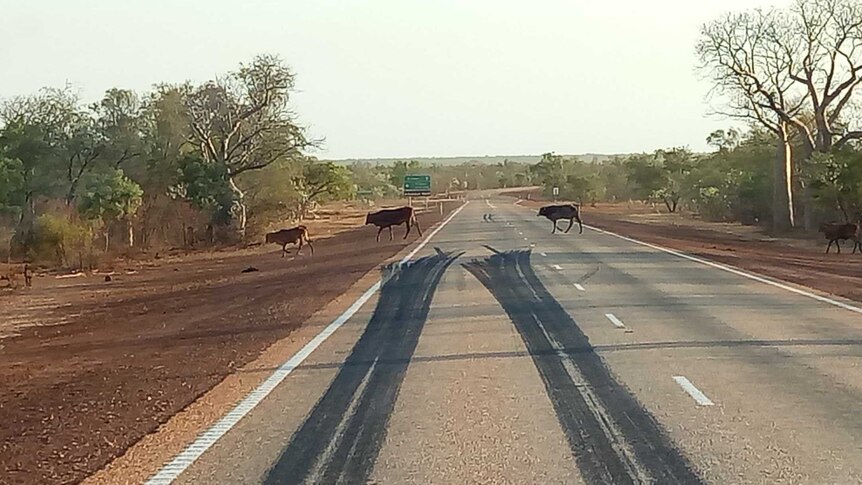 Cattle walking across the road and large skid marks on the road