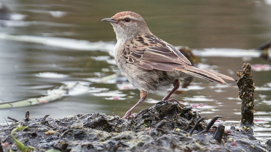 Little Grass bird pic