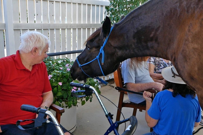 Big brown horse eats small pink flowers while surrounded by residents of an aged care home.