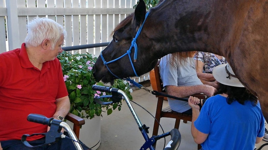 Big brown horse eats small pink flowers while surrounded by residents of an aged care home.
