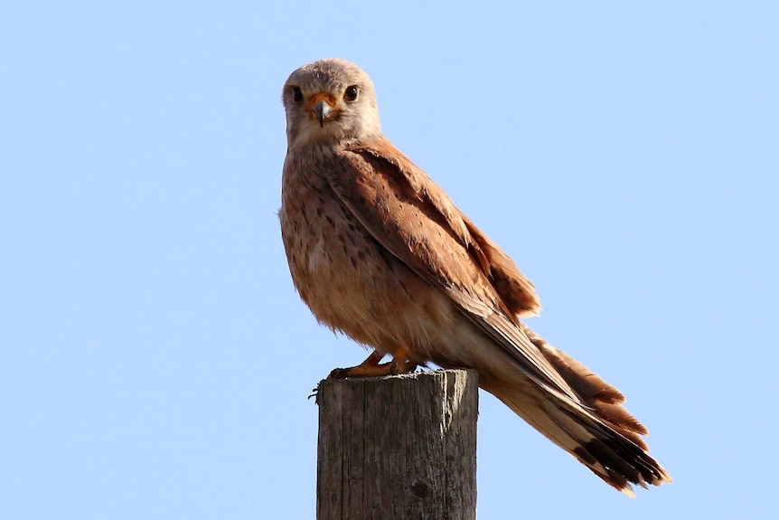 The kestrel's poo mixed with hot gases from coal mines to create a new mineral.