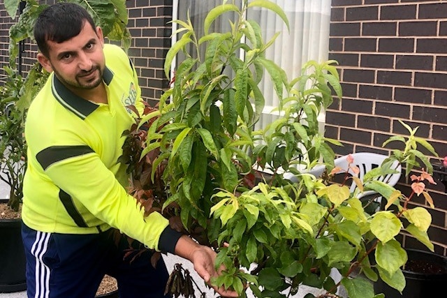 A man stands next to a fruit tree, holding some of the green leaves. 