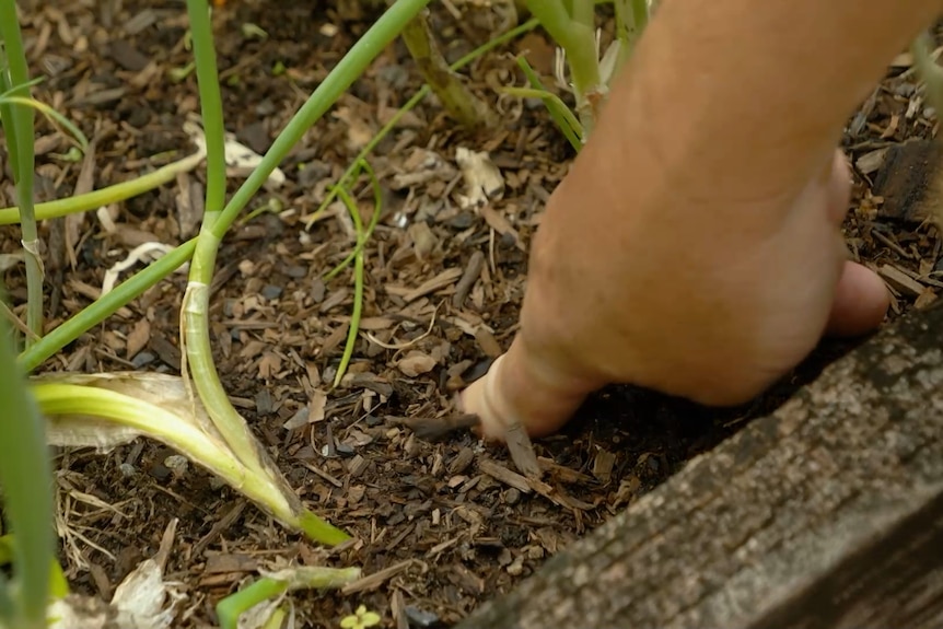 A person sticks their finger into the soil