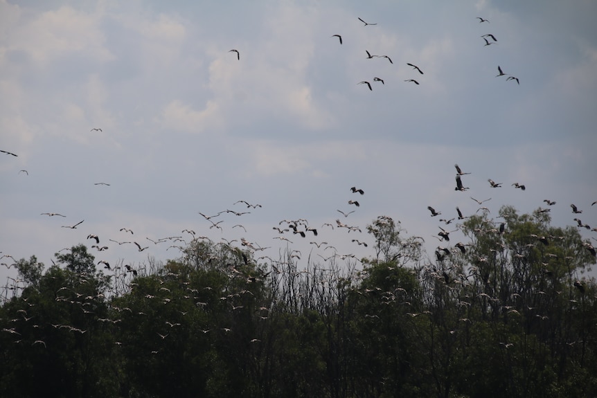 Hundreds of magpie geese flying in the sky as with trees in the background. 