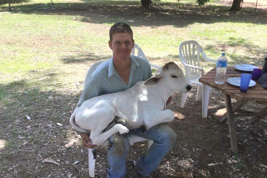 Small cow lying on lap of farmer