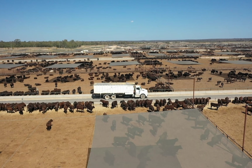 A white truck carrying fertiliser, drives along a long straight road, surrounded by brown cattle.