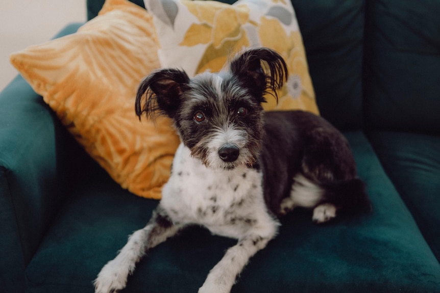 A small black and white dog with fluffy ears looks at the camera 