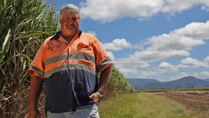 Ingham sugar cane grower Stephen Accornero standing in a cane field.