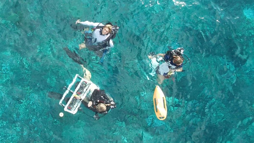Scientists swim in waters off Hawaii during research into coral bleaching.
