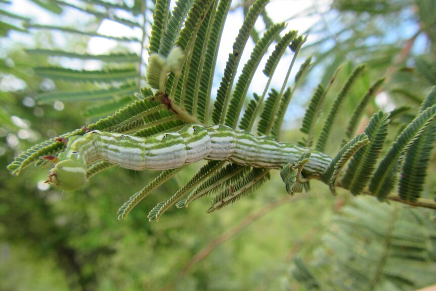 A green caterpillar oustrecthed, upside down, on a poinciana branch