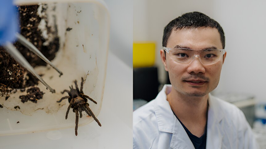 A spider on one side of the screen and a male researcher on the other in a lab coat.