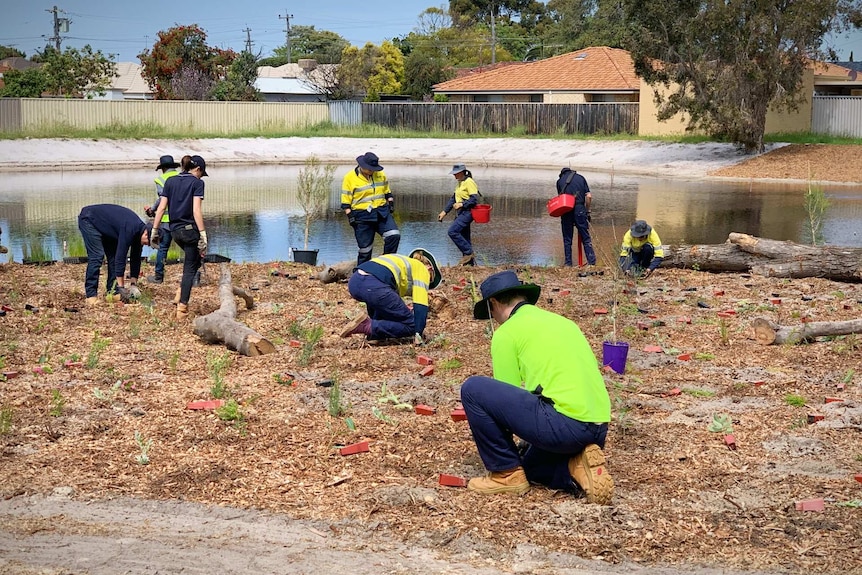 People in hi-vis plant shrubs around a large swamp