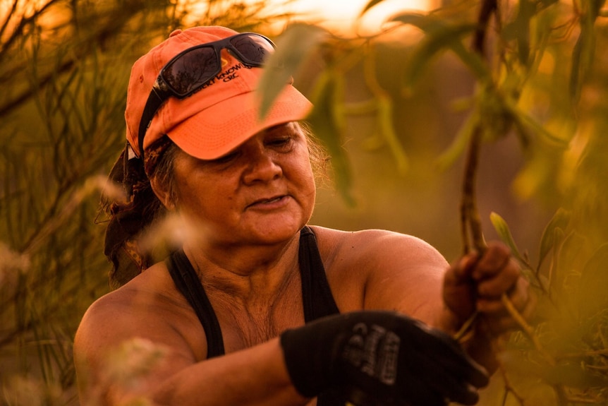 Woman with gloves on picking leaves from a tree