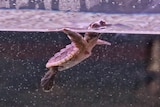 A baby turtle in water with its head poking out of the surface
