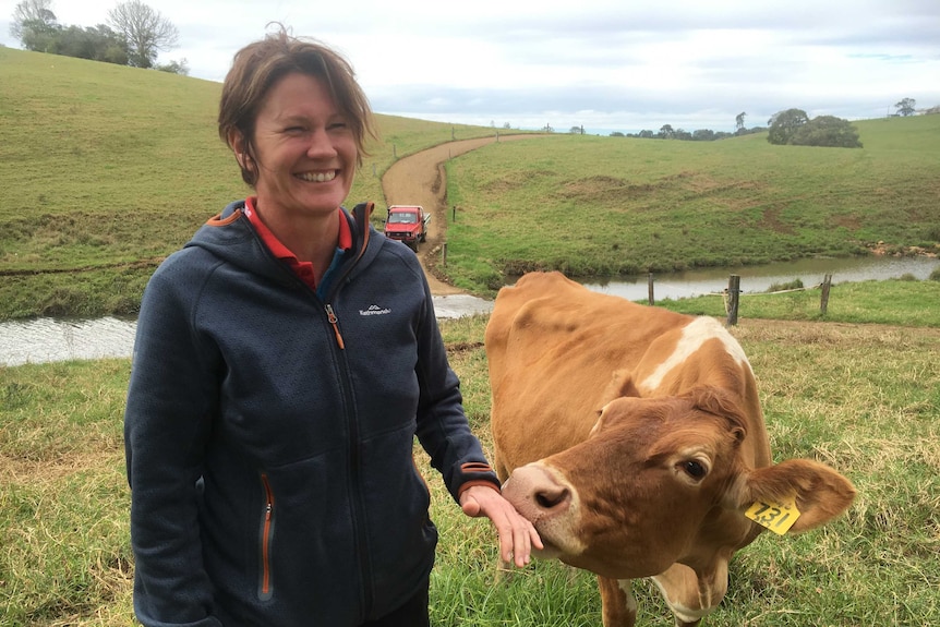 Maleny Dairies Sonya Hopper being sniffed by a cow.