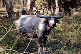 Buffalo in the Northern Territory