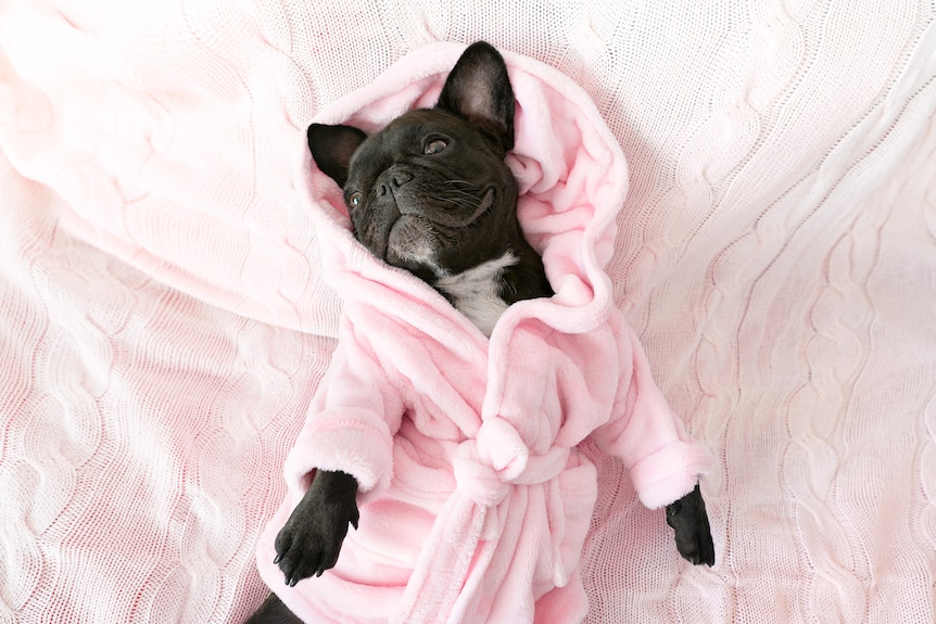 french bulldog lies on its back wearing a dressing gown