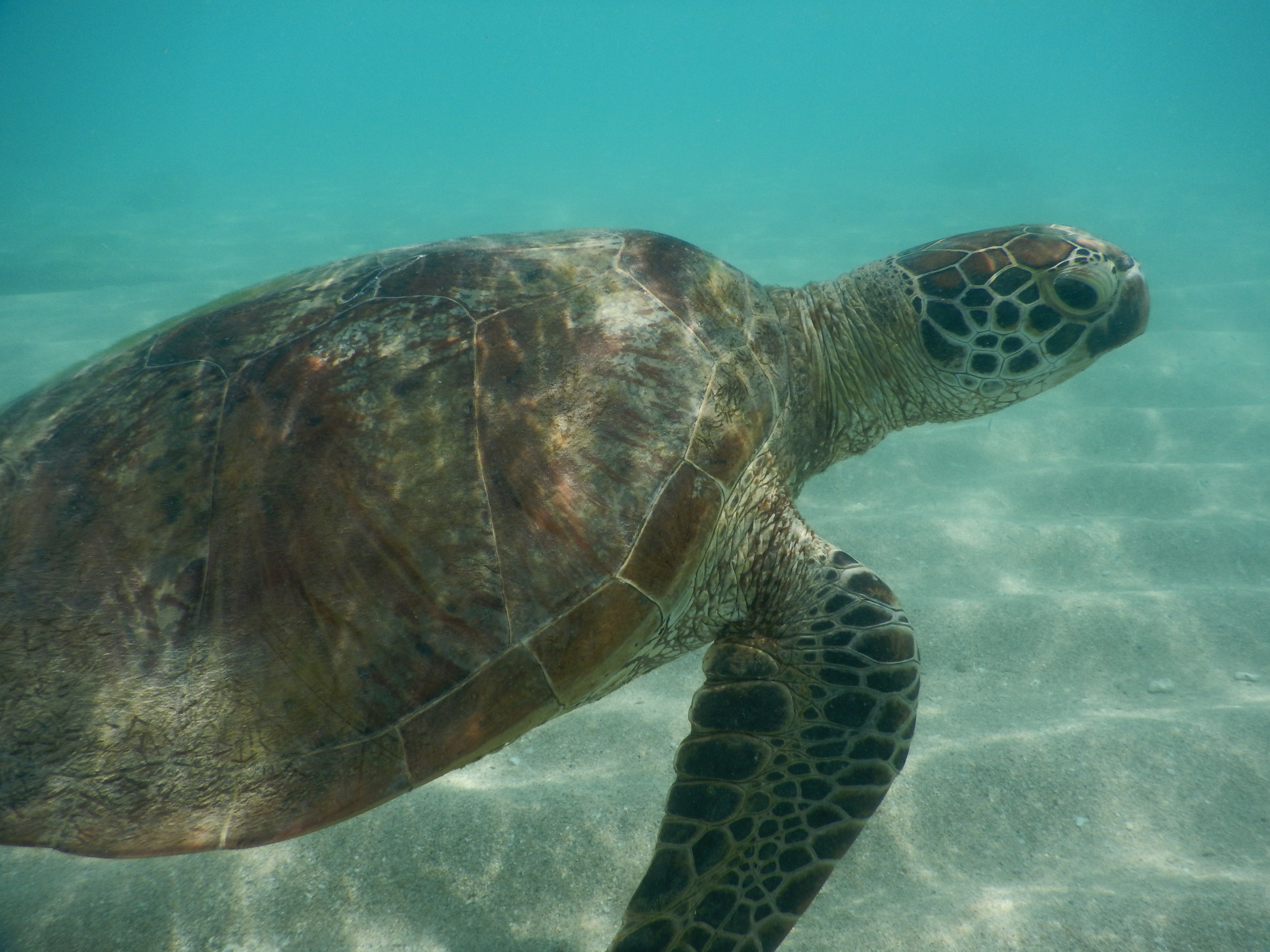 A turtle underwater swimming.