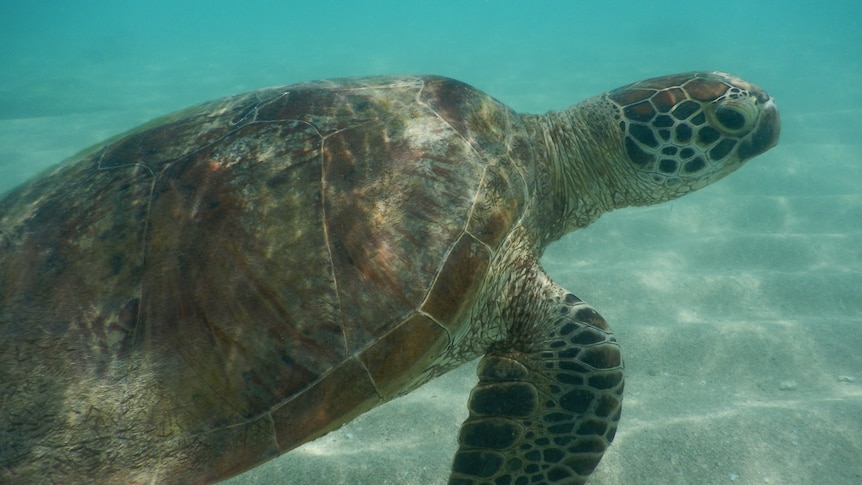 A turtle underwater swimming.