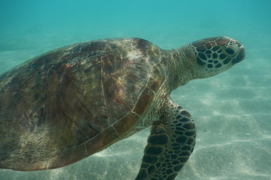 A turtle underwater swimming.