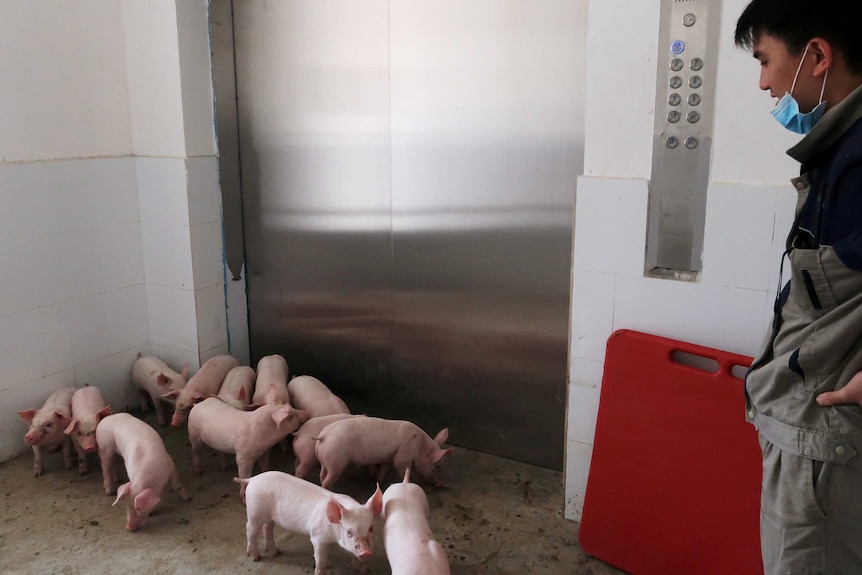 A worker in a Chinese worker gets ready to move pigs by elevator in a multi-storey pig farm.