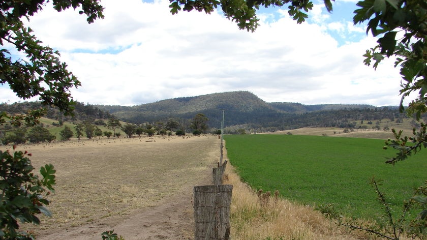 Tasmanian Midlands paddocks, dry and irrigated.