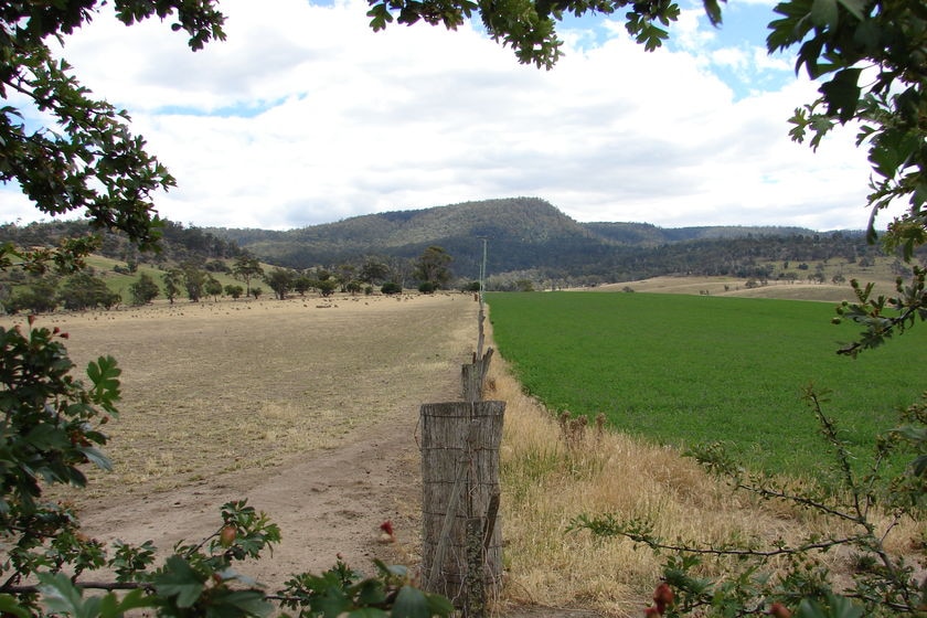 Tasmanian Midlands paddocks, dry and irrigated.