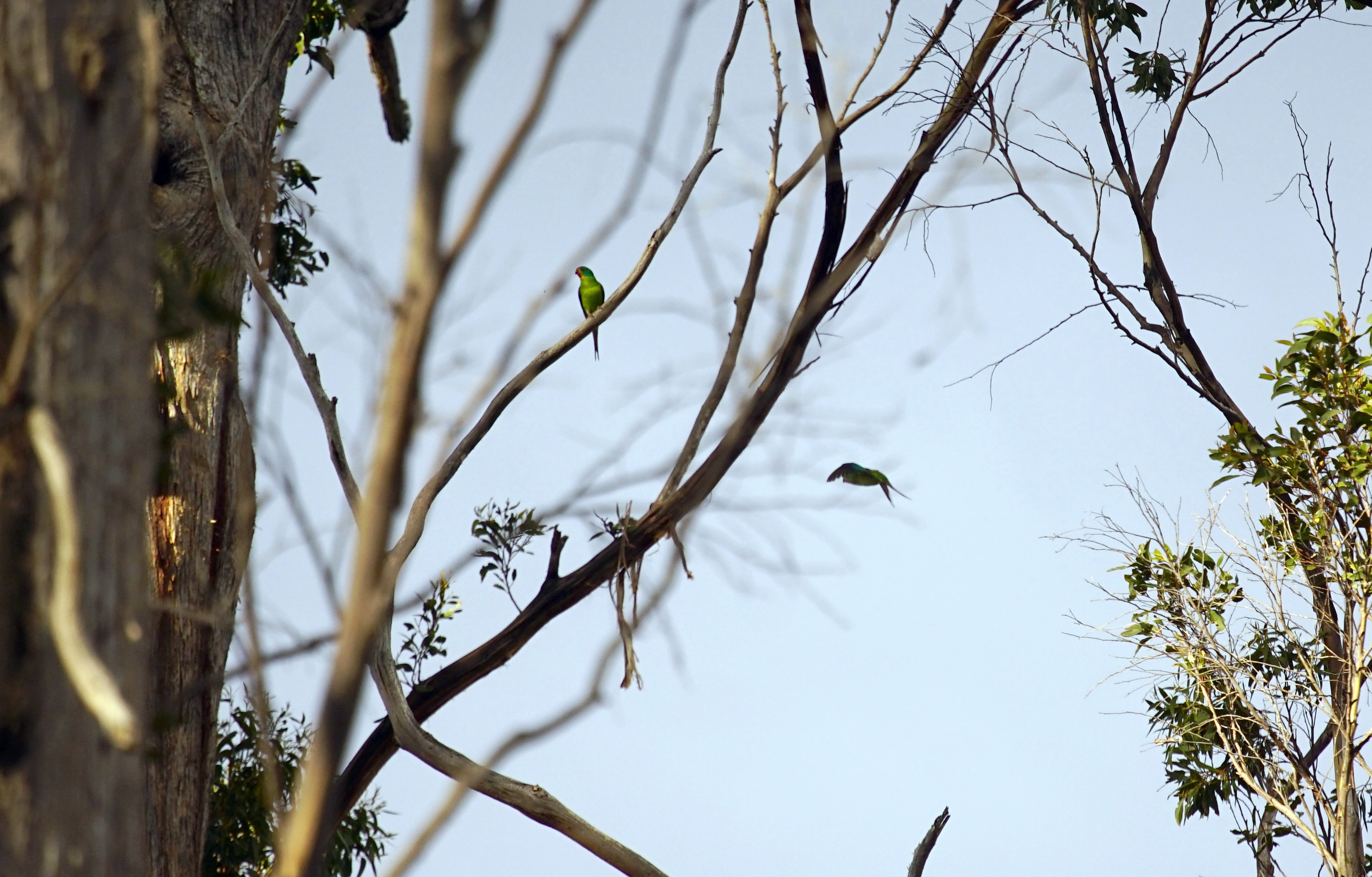 A swift parrot sits on a branch near a tree hollow while another one flies nearby.