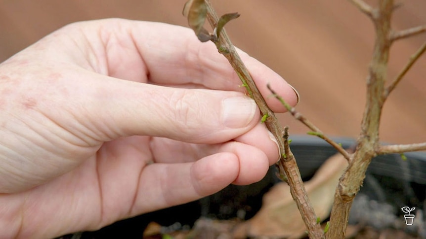 A hand holding the trunk of a plant with new green branch buds.