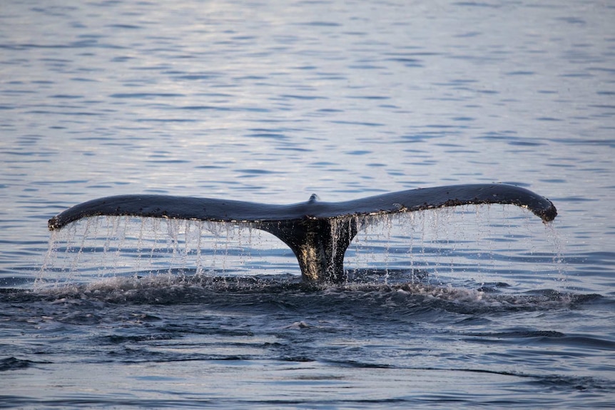 Minke whale fluke
