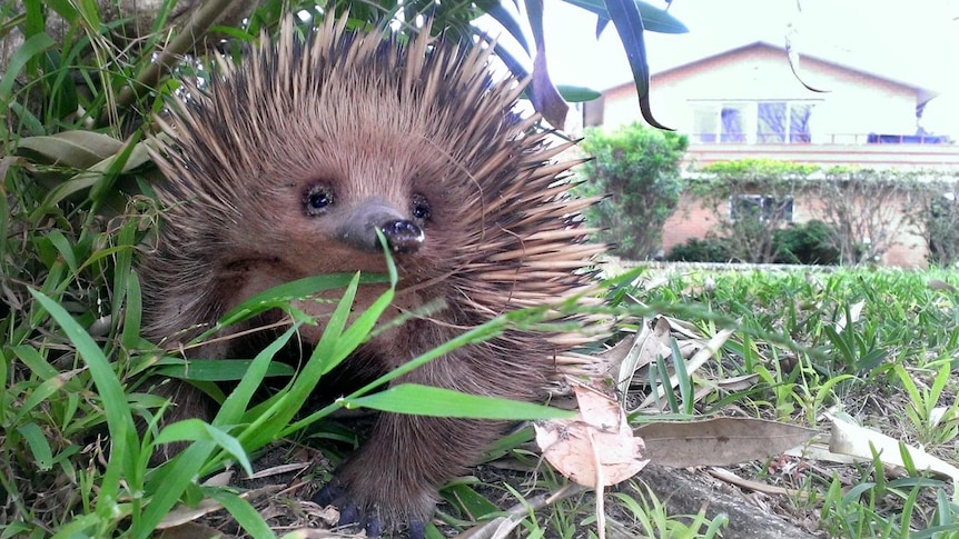Ground level view of an echidna, close to the camera, with a house in the distance, out of focus.