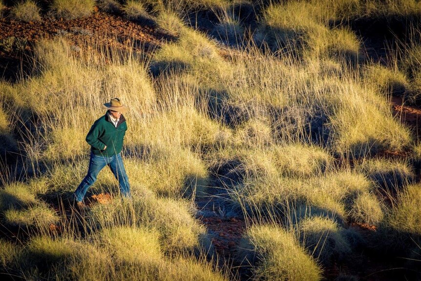A man strides through a field of spiky spinifex, lit by the setting sun.