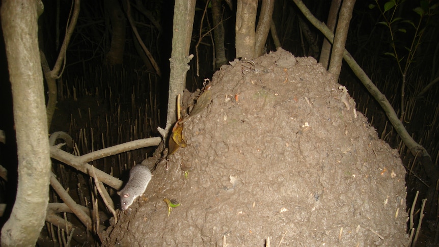 Two water mice on a nest at night time.
