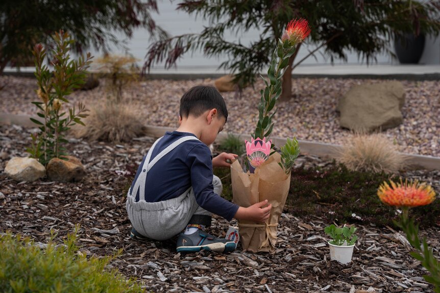 A young boy plants a small shrub.