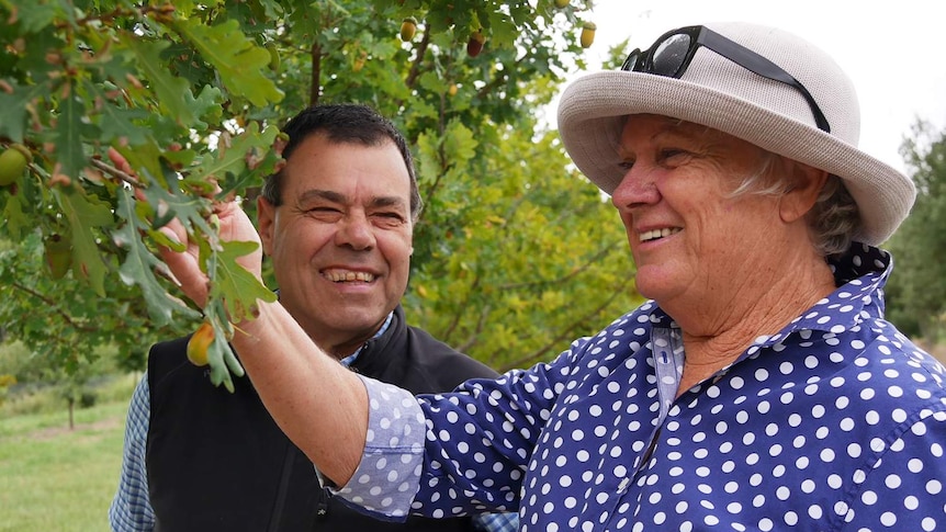 Bob Bona and Carol Hooper inspecting one of their oak trees at their truffiere on the Granite Belt.