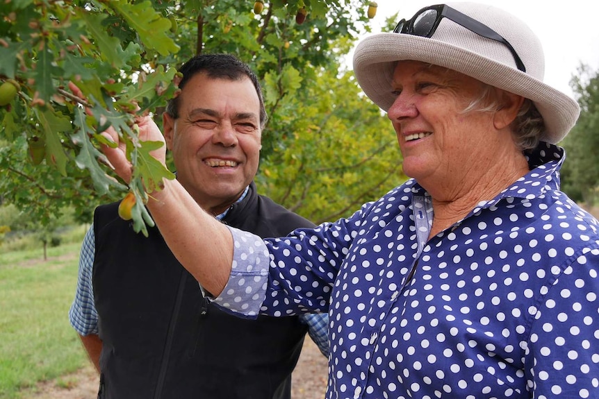 Bob Bona and Carol Hooper inspecting one of their oak trees at their truffiere on the Granite Belt.