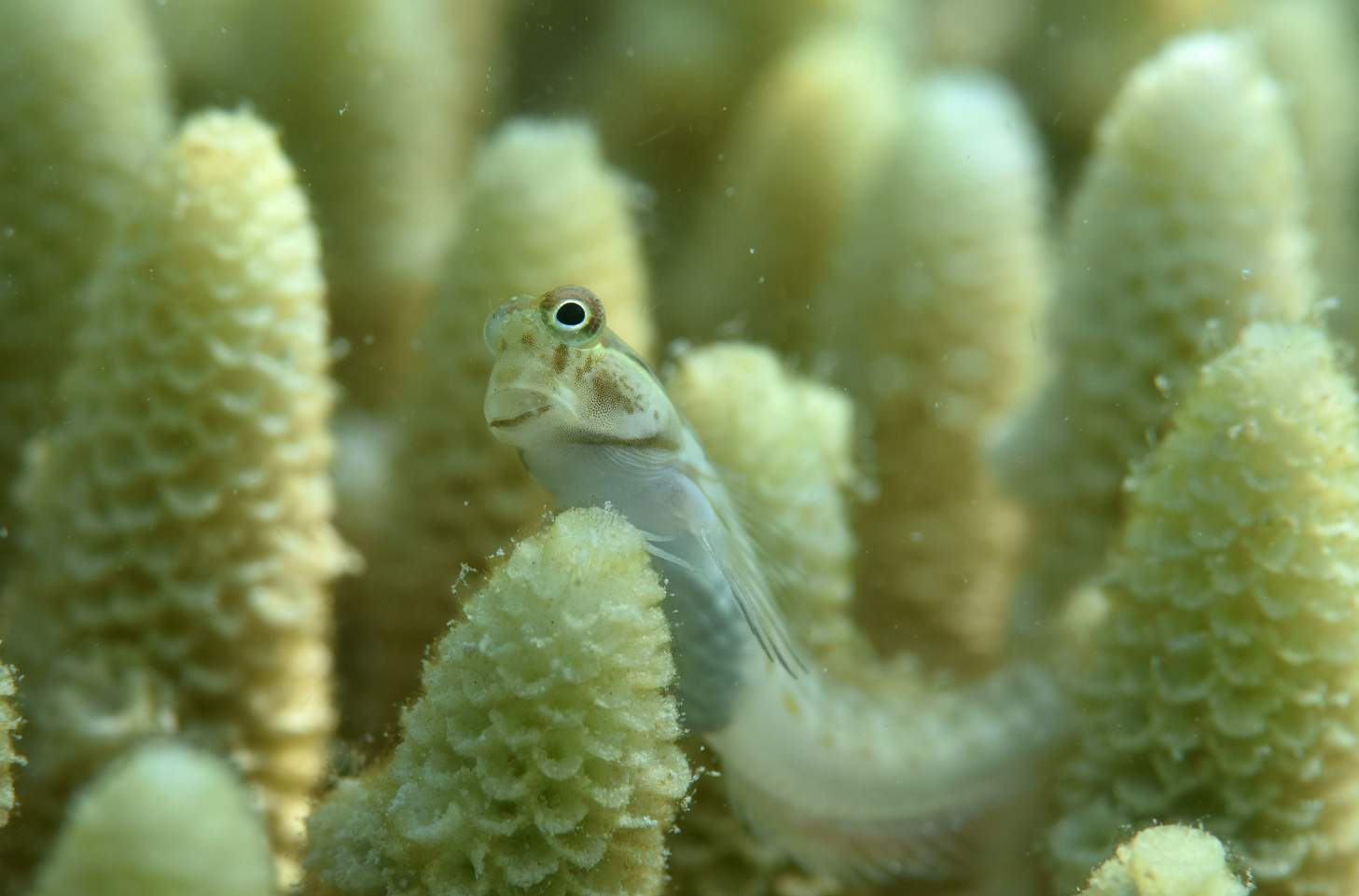 Great Barrier Reef Closeup pictures show stark effects of coral