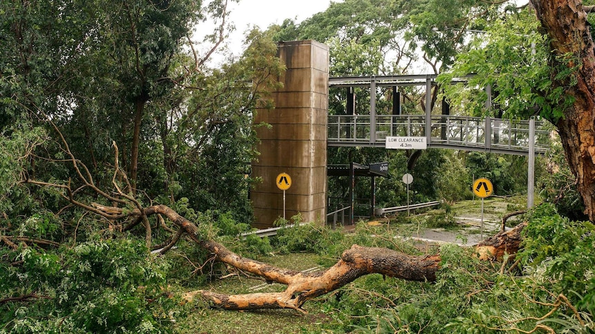 Fallen trees in Darwin CBD.