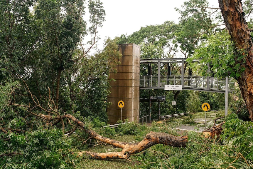Fallen trees in Darwin CBD.