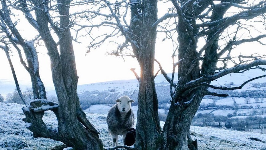 A sheep stands in the snow in Lake District, England