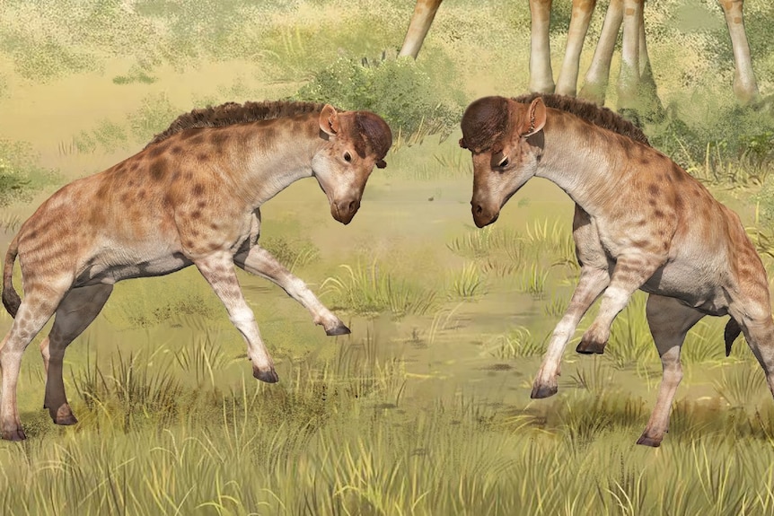 Illustration of two mammals head-butting 