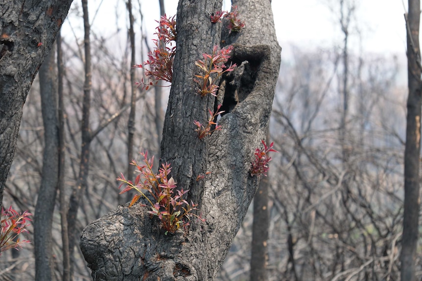 New green shoots emerge on a blackened eucalypt tree.