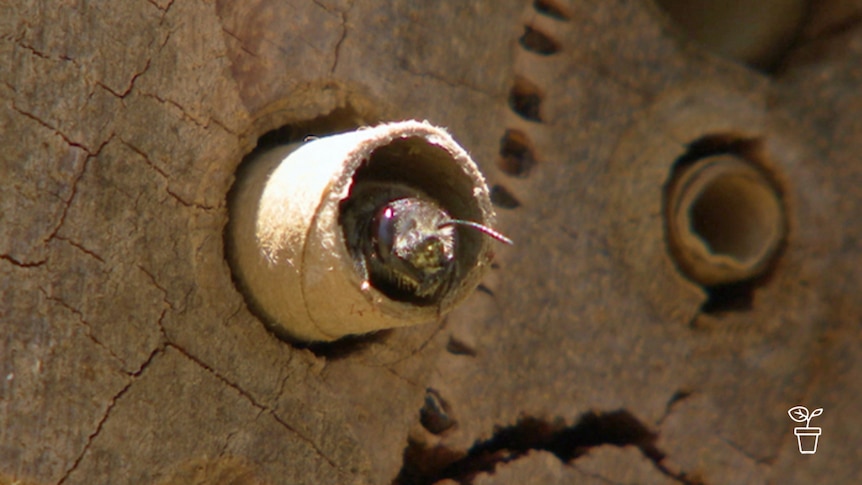 Bee sitting in tube in hollowed out wood