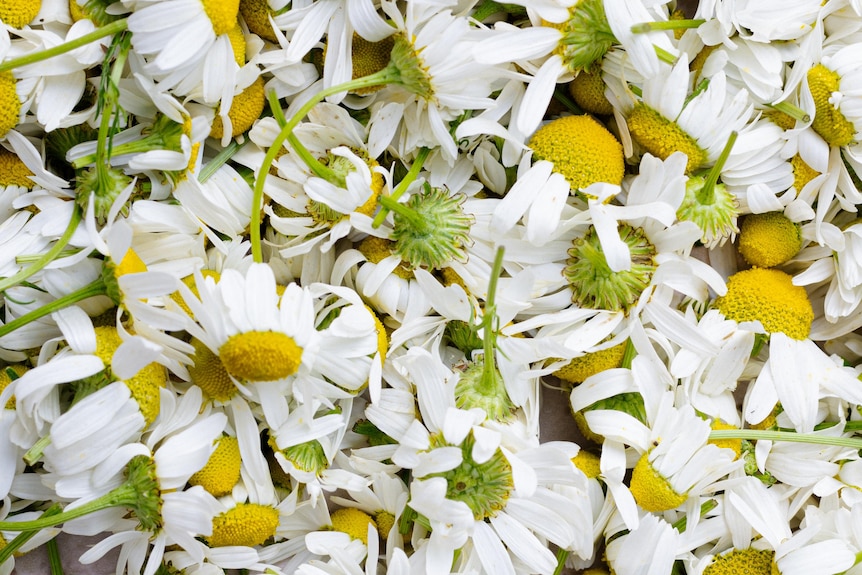 A pile of white and yellow chamomile flower heads.