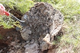 A large wasp nest is overturned with a shovel