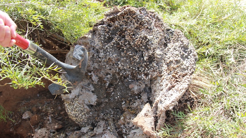 A large wasp nest is overturned with a shovel