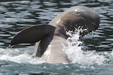 A snubfin dolphin waves to the camera.