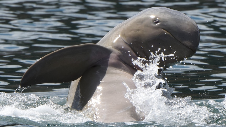 A snubfin dolphin waves to the camera.