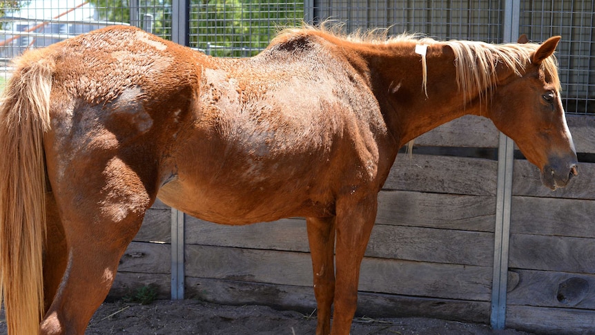 Neglected, malnourished horse