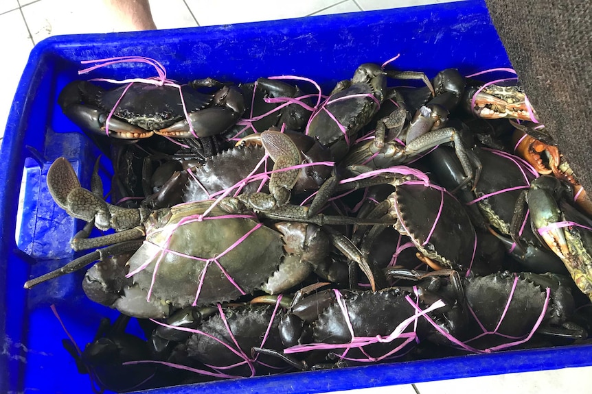 A blue plastic tub full of tied-up mud crabs